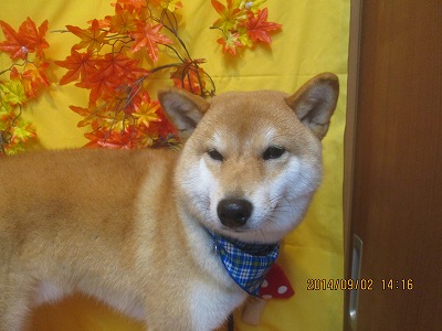 ファイル 8147-1.jpg