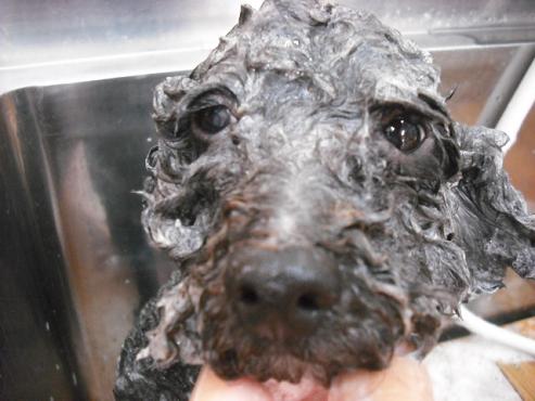 ファイル 815-2.jpg