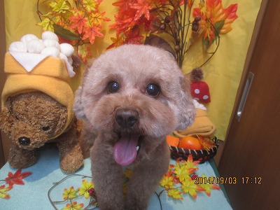 ファイル 8151-1.jpg