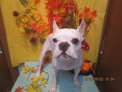 ファイル 8153-1.jpg