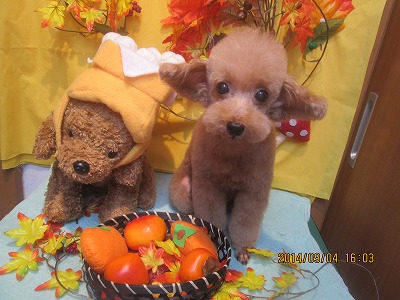 ファイル 8155-2.jpg