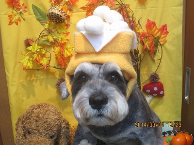 ファイル 8156-1.jpg