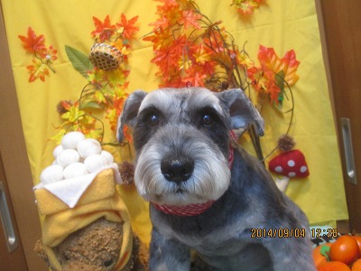 ファイル 8156-2.jpg