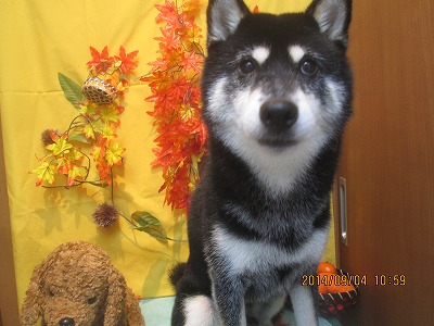 ファイル 8159-1.jpg