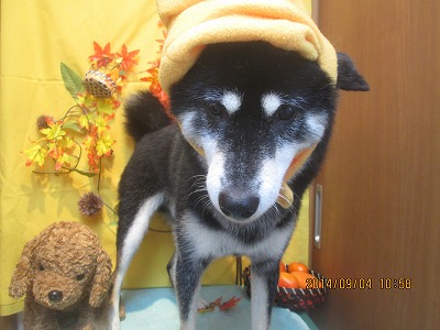 ファイル 8159-2.jpg