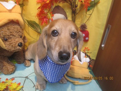 ファイル 8162-1.jpg