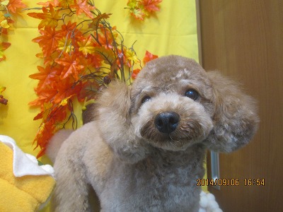 ファイル 8165-2.jpg