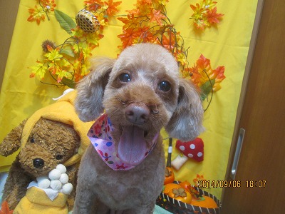 ファイル 8167-1.jpg