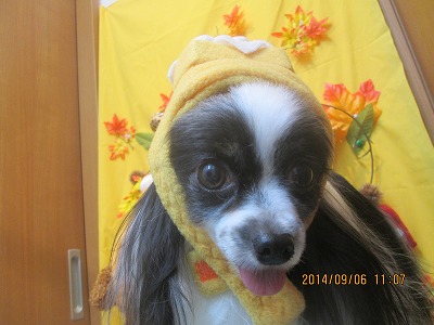 ファイル 8169-1.jpg