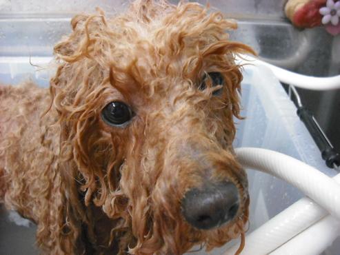 ファイル 817-2.jpg