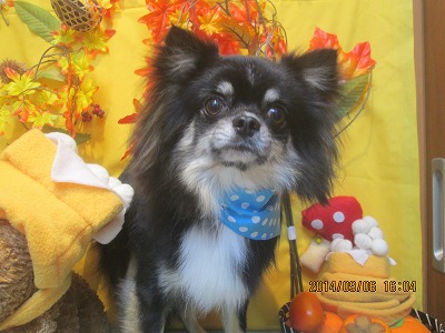 ファイル 8171-2.jpg