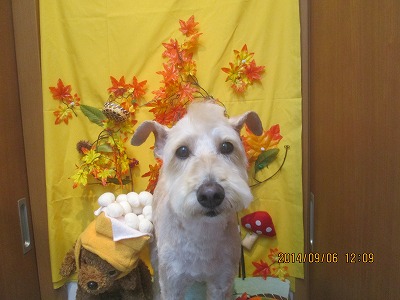 ファイル 8172-1.jpg