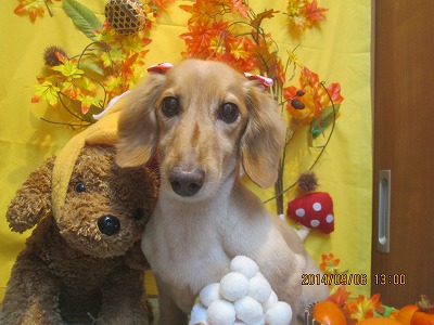 ファイル 8173-1.jpg