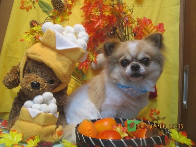 ファイル 8174-1.jpg