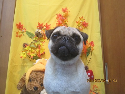 ファイル 8176-2.jpg