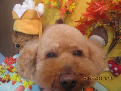 ファイル 8177-1.jpg