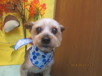 ファイル 8178-1.jpg