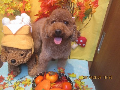 ファイル 8179-1.jpg