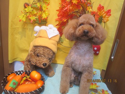 ファイル 8180-1.jpg