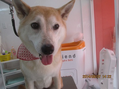 ファイル 8181-1.jpg