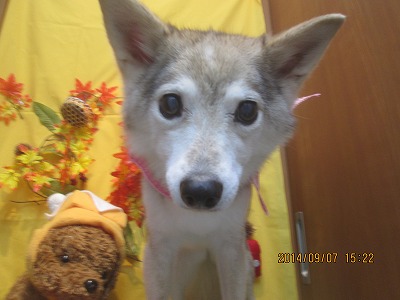 ファイル 8182-1.jpg