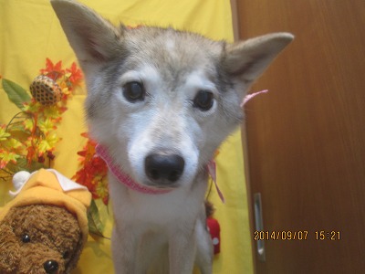 ファイル 8182-2.jpg