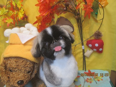 ファイル 8183-1.jpg