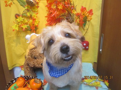 ファイル 8184-1.jpg