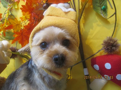 ファイル 8185-1.jpg