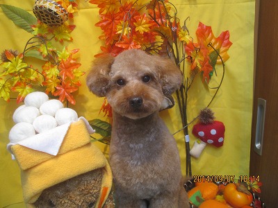 ファイル 8186-1.jpg