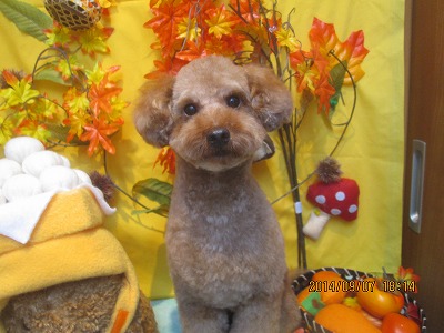 ファイル 8186-2.jpg