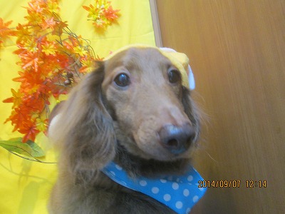 ファイル 8187-1.jpg