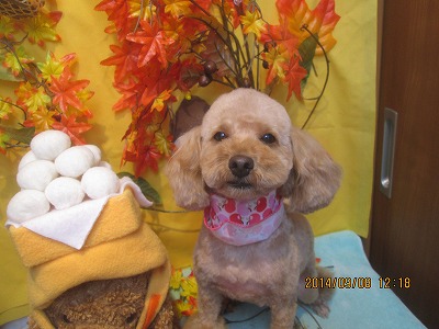 ファイル 8191-1.jpg