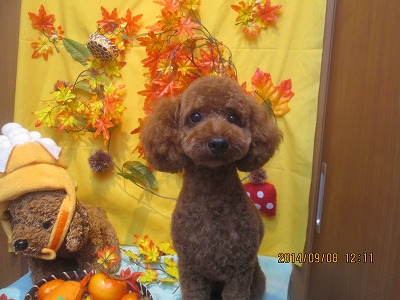 ファイル 8193-1.jpg