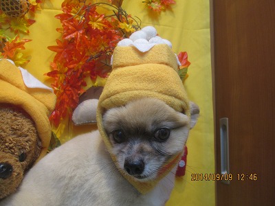 ファイル 8194-1.jpg