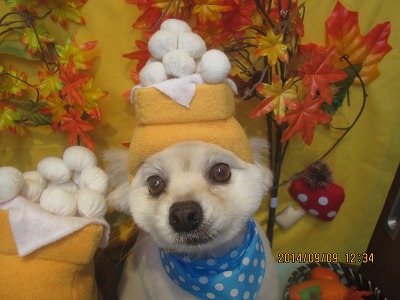 ファイル 8195-1.jpg