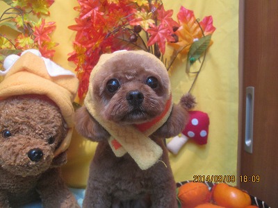 ファイル 8196-1.jpg