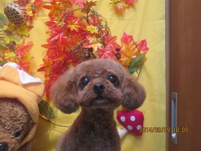 ファイル 8196-2.jpg