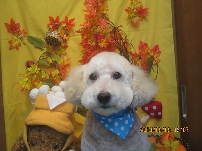 ファイル 8197-1.jpg