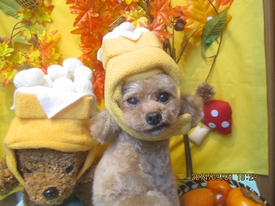 ファイル 8198-1.jpg