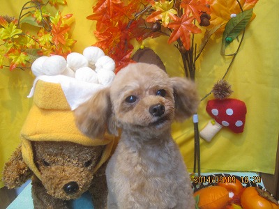 ファイル 8198-2.jpg