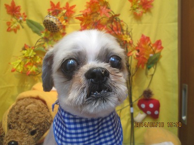 ファイル 8199-2.jpg