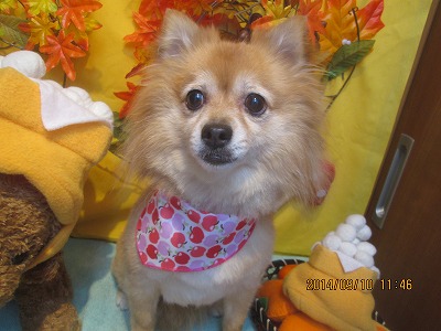 ファイル 8200-1.jpg