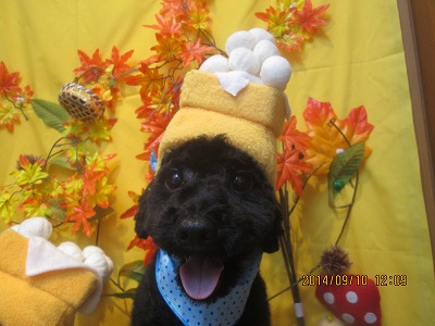 ファイル 8201-1.jpg