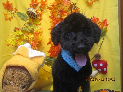 ファイル 8201-2.jpg