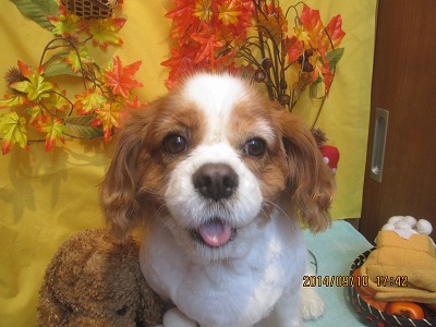 ファイル 8202-1.jpg