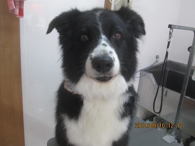 ファイル 8203-1.jpg