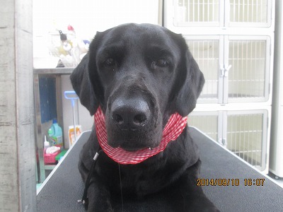 ファイル 8204-1.jpg