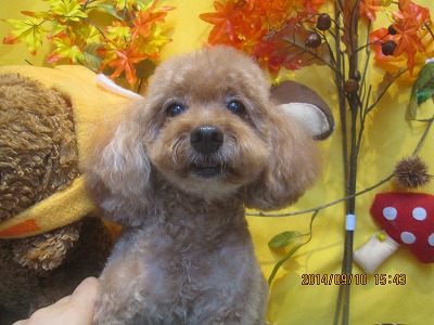 ファイル 8205-1.jpg