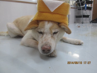 ファイル 8207-1.jpg